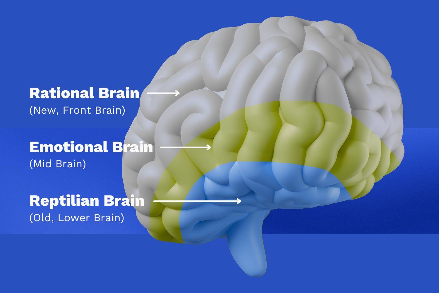 Image of brain divided into three layered sections: Old, Mid, and New Brain