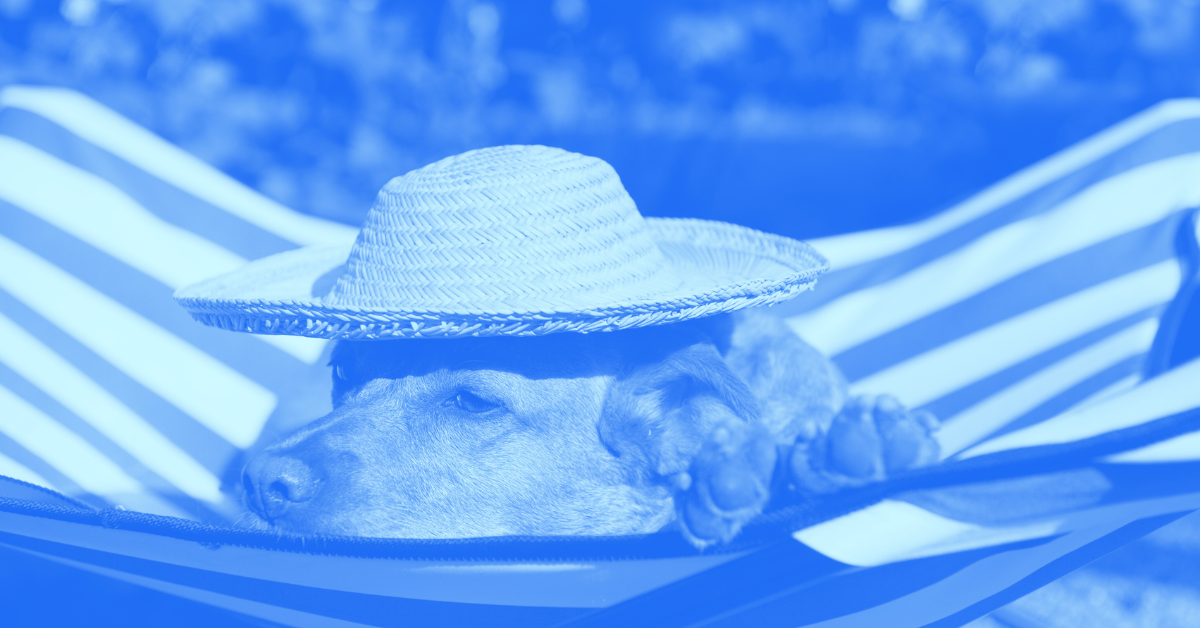 Dog wearing a straw hat and relaxing in a hammock